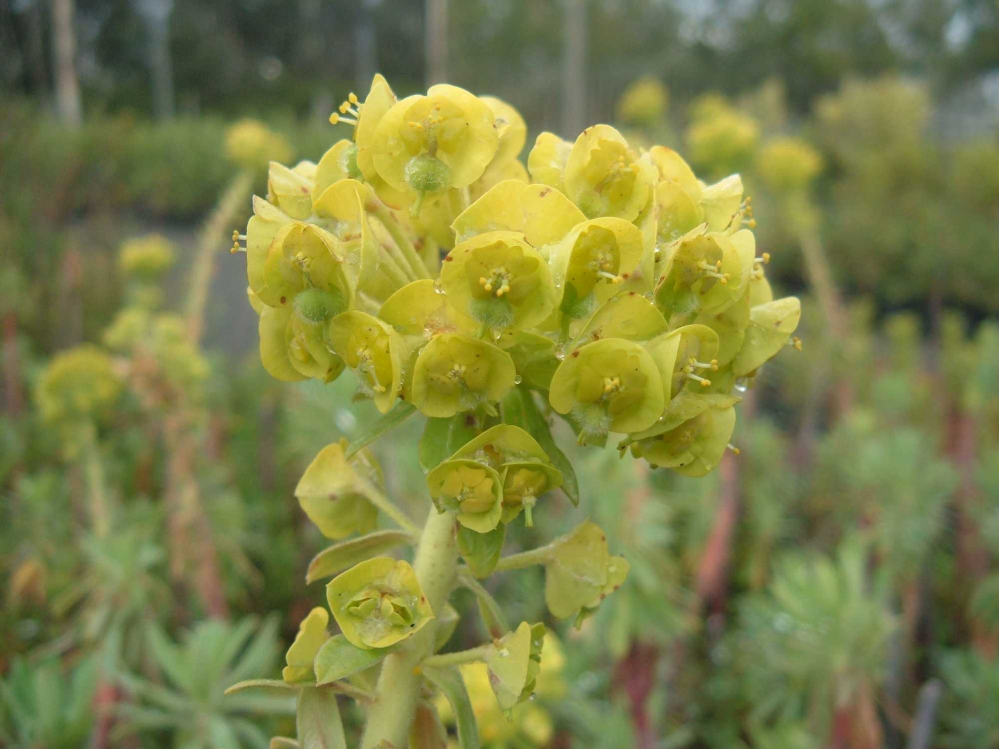 Euphorbia characias / Euforbia cespugliosa